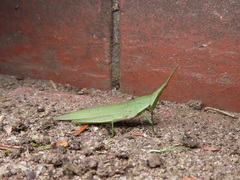 Atractomorpha lata