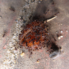 Tetramorium tsushimae