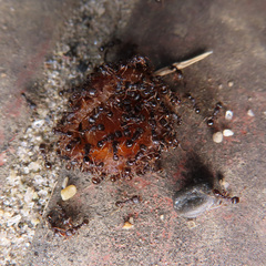 Tetramorium tsushimae