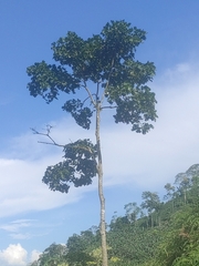 Cavanillesia platanifolia