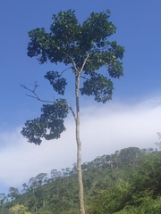 Cavanillesia platanifolia