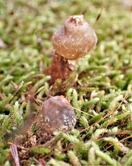 Calostoma ravenelii