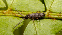 Tomocerinae