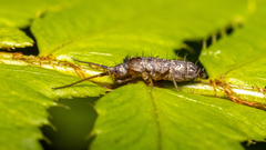 Tomocerinae