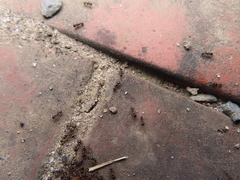 Tetramorium tsushimae