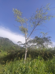 Cavanillesia platanifolia