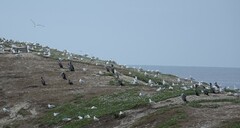 Phalacrocorax punctatus
