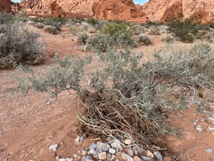 Psorothamnus fremontii