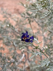 Psorothamnus fremontii