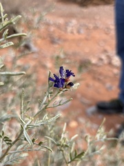 Psorothamnus fremontii