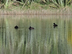 Aythya novaeseelandiae