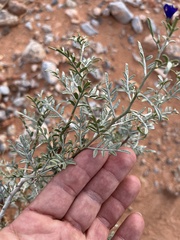 Psorothamnus fremontii