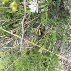 Lespedeza caraganae