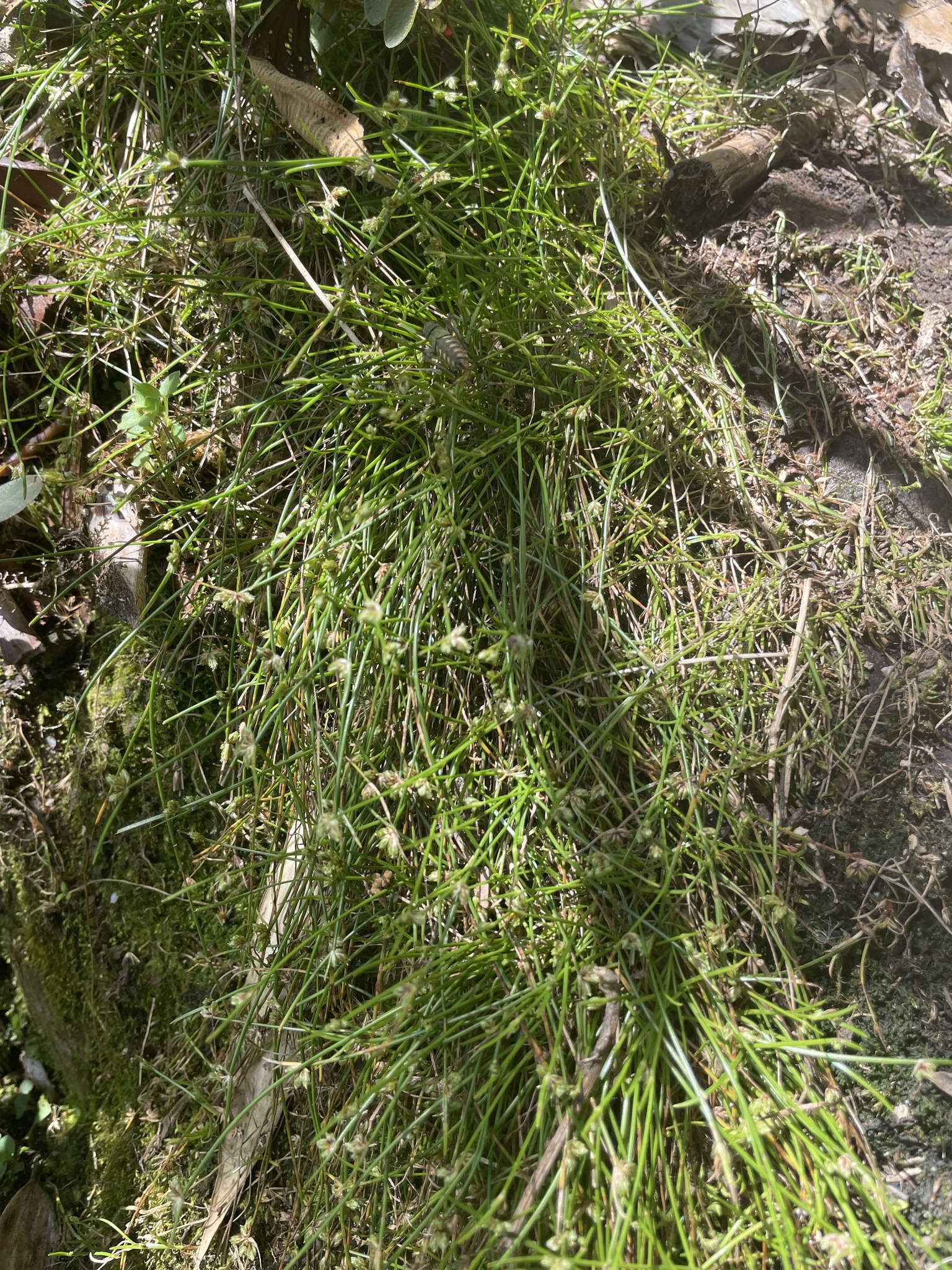 Equisetum bogotense image