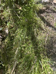 Equisetum bogotense
