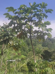 Coffea arabica