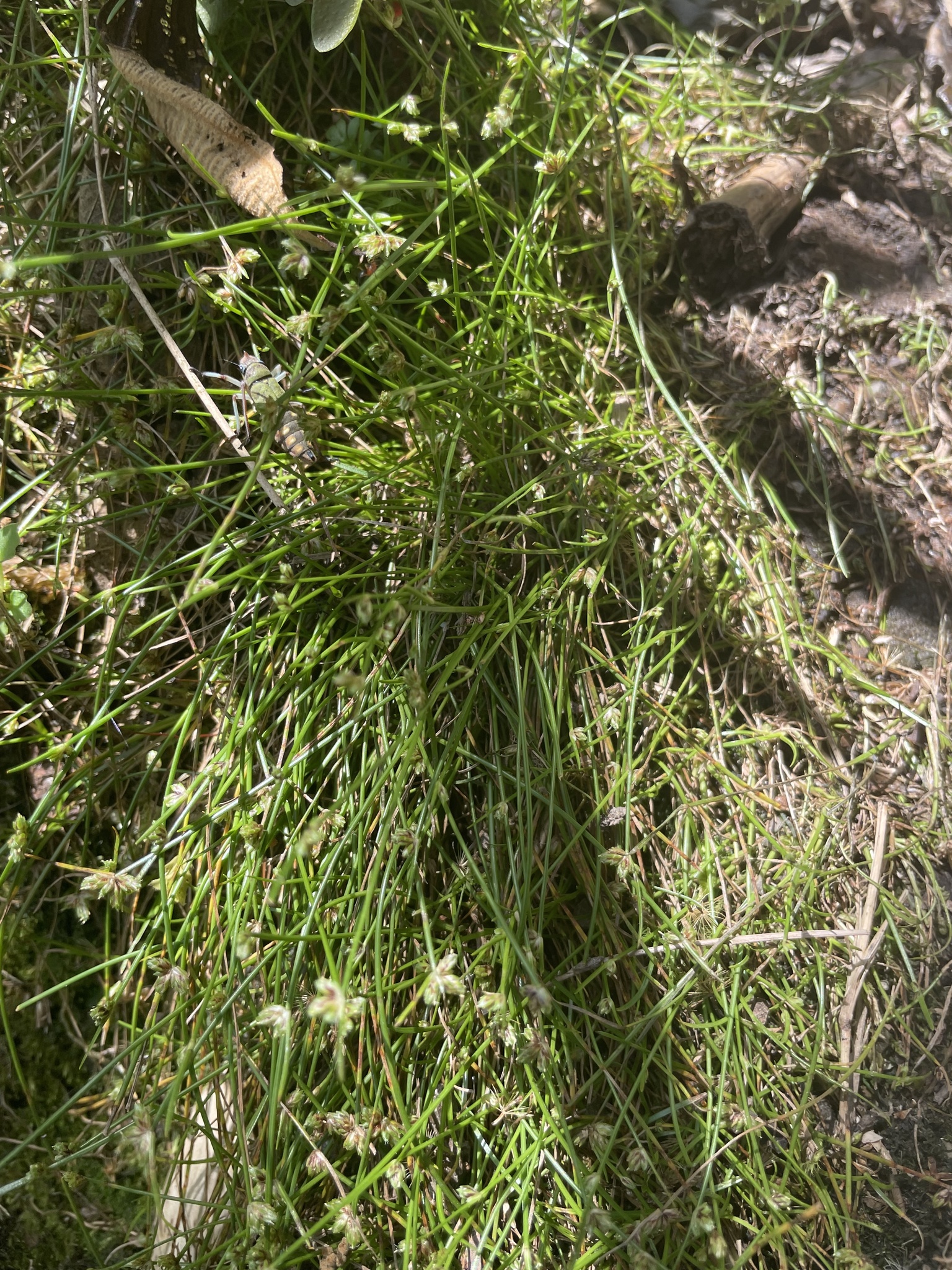 Equisetum bogotense image