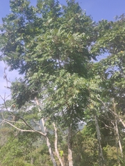 Juglans neotropica