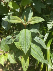 Miconia crenata