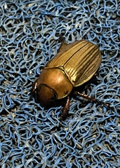 Pelidnota virescens