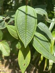 Miconia crenata