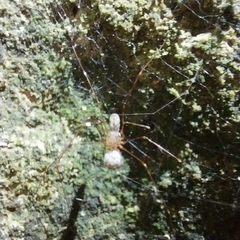 Scytodes thoracica