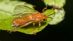 Diprionidae