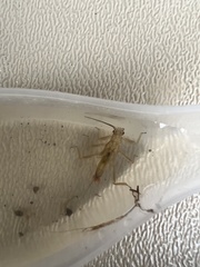 Illiesoperla