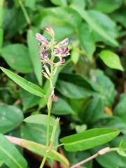 Alysicarpus vaginalis