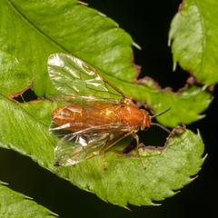 Diprionidae