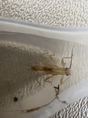 Illiesoperla