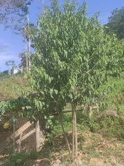 Maclura tinctoria