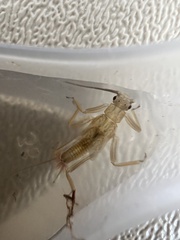 Illiesoperla