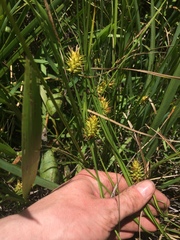 Carex bullata