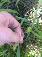 Carex bullata