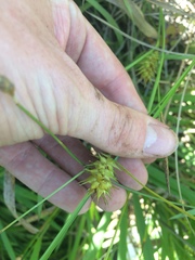 Carex bullata