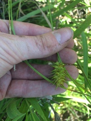 Carex bullata