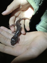 Aneides lugubris