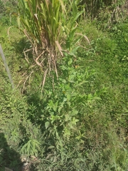 Nicotiana tabacum