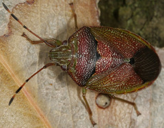 Acanthosomatidae