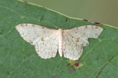 Idaea halmaea
