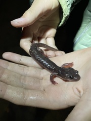 Aneides lugubris