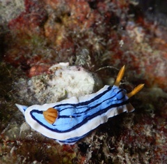 Chromodoris elisabethina