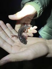 Aneides lugubris