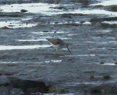 Xenus cinereus