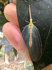 Norfolius howensis