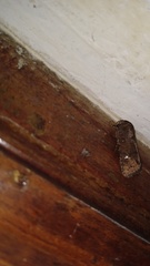 Mamestra brassicae