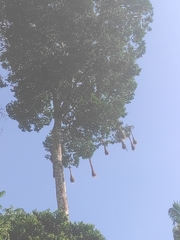 Cavanillesia platanifolia