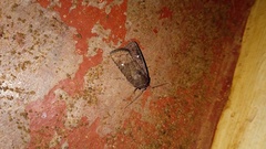 Mamestra brassicae