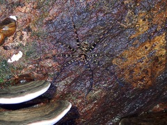 Heteropoda tetrica